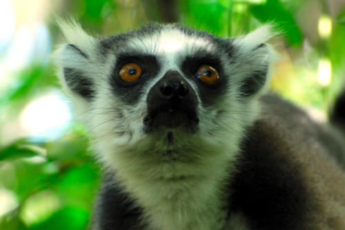 Madagascar - Réserve d'Anja, Lémur Catta