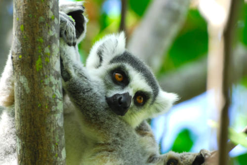 Madagascar - Réserve d'Anja, Lémur Catta 