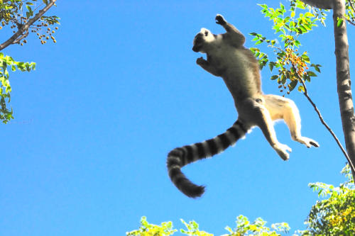 Madagascar - Réserve d'Anja, saut de Lémur Catta 