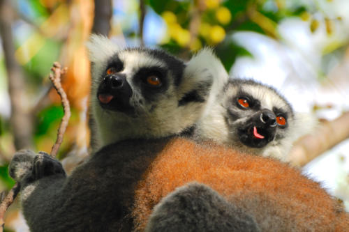 Madagascar-Reserve d'Anja