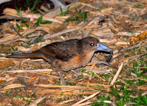 Australie - Cape Tribulation - petit oiseau de nuit