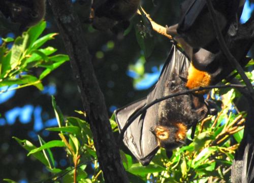 Australie - Cape Tribulation - renard volant