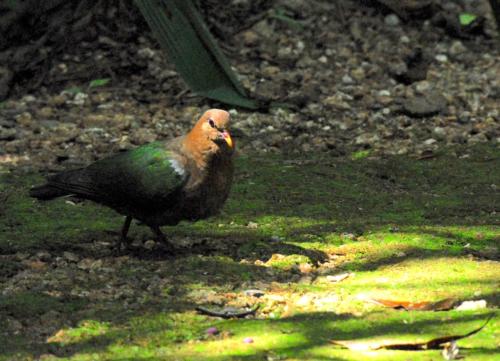 Australie - Kakadu  - Pigeon vert 