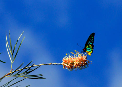 Australie - Cape Tribulation - butterfly