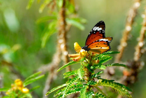 Madagascar - Vallée de Tsaranoro, papillon