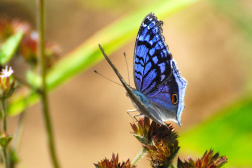 Madagascar - Vallée de Tsaranoro, papillon