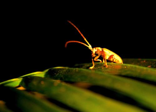 Australie- Cape Tribulation- Insecte