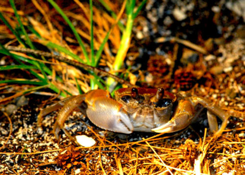 Australie - Green island - Crabe de terre