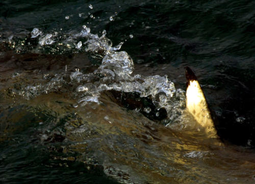 Australie - Green island - aileron de jeune requin dans le faisceau de notre lampe 
