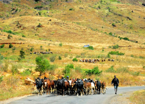 Madagascar - Convergence des troupeaux vers le marché d'Ambalavao