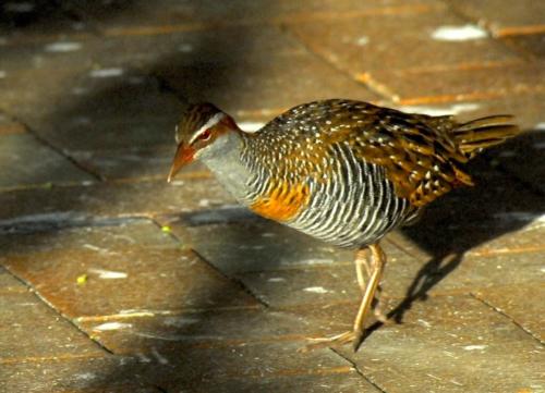 Australie - Green island - Râle tiklin  (Buff-banded rail en anglais)