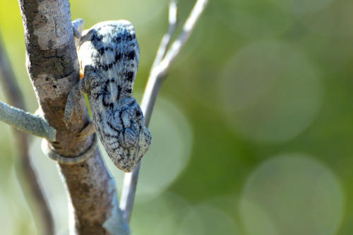 Madagascar - Parc de l'Isalo, caméléon