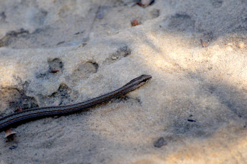 Madagascar - Parc de l'Isalo, reptile