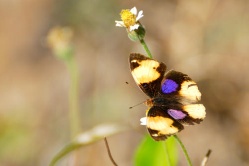 Madagascar - Parc de l'Isalo, papillon