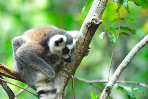 Madagascar - Parc de l'Isalo, Lémur Catta