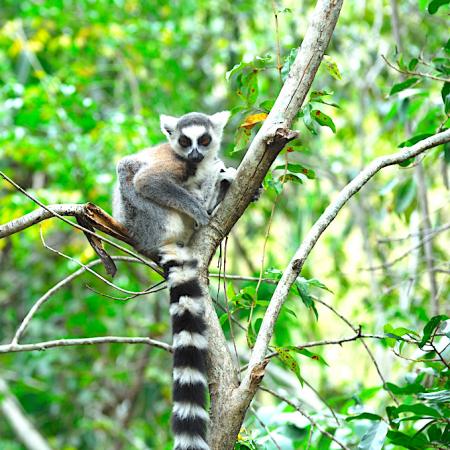 Madagascar - Parc de l'Isalo, Lémur Catta