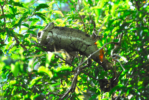 Madagascar - parc national de Zombitse Vohibasia, énorme caméleon