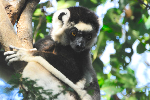 Madagascar - parc national de Zombitse Vohibasia, Sifaka ou propithèque de verreux