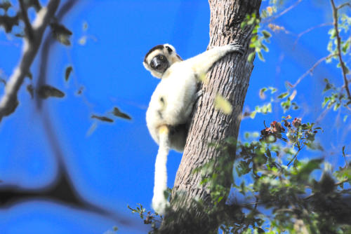 Madagascar - parc national de Zombitse Vohibasia, Sifaka ou propithèque de verreux