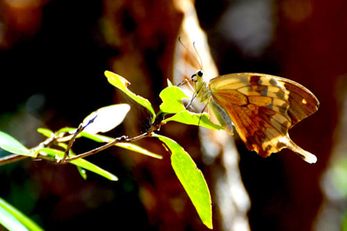 Madagascar - parc national de Zombitse Vohibasia, papillon