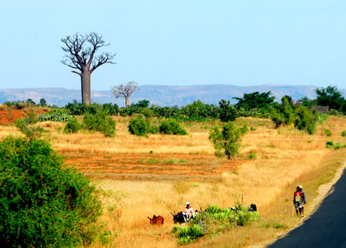 Madagascar - le sud, de Isalo à Tuléar