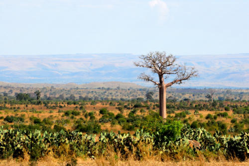 Madagascar - le sud, de Isalo à Tuléar, premiers baobabs