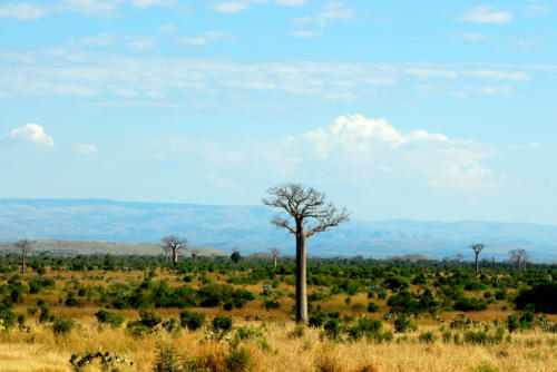 Madagascar - le sud, de Isalo à Tuléar, baobabs après disparition de la forêt