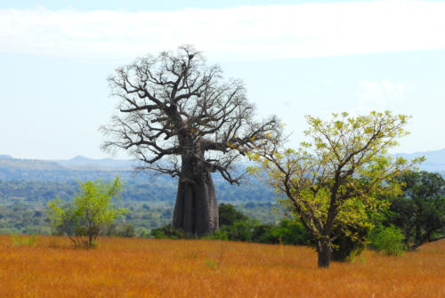 Madagascar - le sud, de Isalo à Tuléar, une des 7 espèces de baobabs malgaches