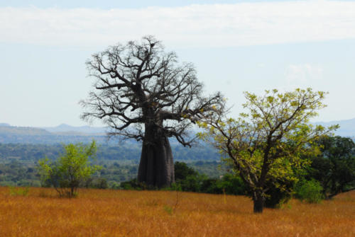 Madagascar - le sud, de Isalo à Tuléar, une des 7 espèces de baobabs malgaches