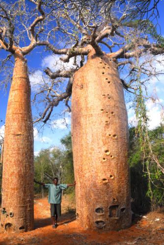 Madagascar - région de Tuléar, réserve de Réniala, baobabs