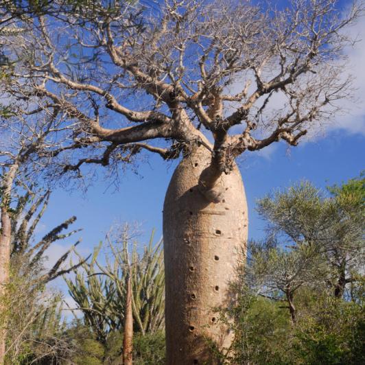 Madagascar - région de Tuléar, réserve de Réniala, baobabs
