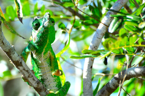 Madagascar -la faune autour de Ankasy Lodge, caméléon