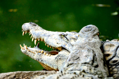 Madagascar - Tananarive, crocodile adulte à Croc Farm