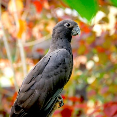 Madagascar - Tananarive, perroquet noir