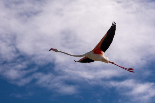 Camargue-Pont de Gau, Septembre 2020