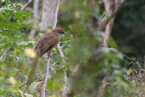 Cuba - parc naturel de Banaos - Coulicou à bec noir - Coccyzus erythropthalmus - Black-billed Cuckoo
