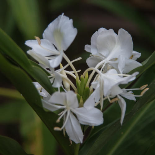Banaos, Hedychium coronarium, gingembre papillon ou à Cuba : Mariposa, plante nationale