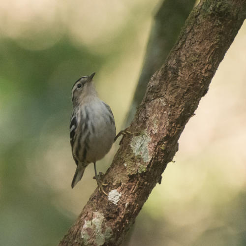 Cuba-parc naturel de Banaos - Paruline noir et blanc - Mniotilta varia - Black-and-white Warbler