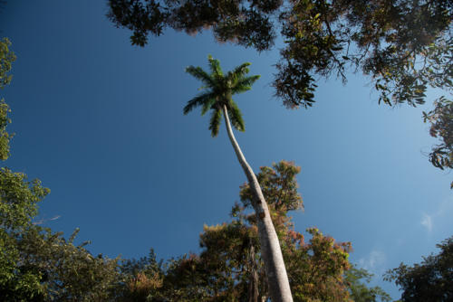 Banaos, ce cocotier royal marque le début du sentier de randonnée
