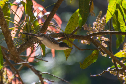 Cuba-parc naturel de Banaos - quel oiseau ?