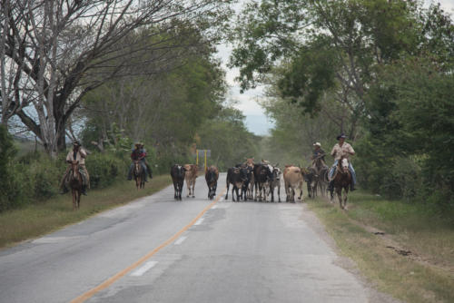 Cuba, troupeaux croisés sur la route de Baracoa