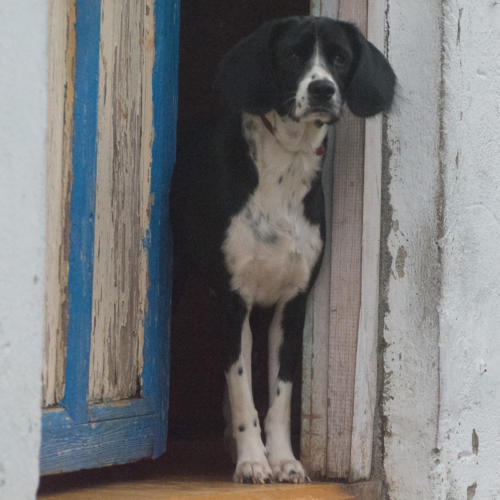 Baracoa, les cubains adorent les chiens