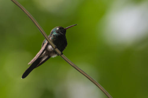 Randonnée autour de Baracoa, colibri