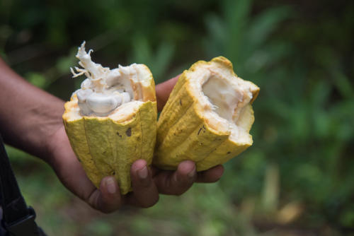 Environs de Baracoa, une cabosse de cacao