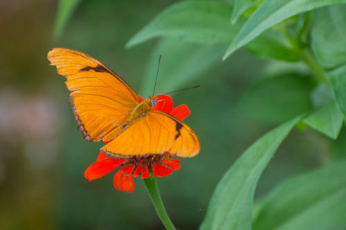 Environs de Baracoa, papillon flambeau (Dryas iulia nudeola)