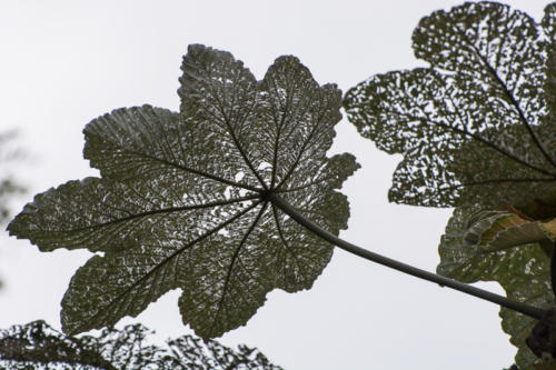 Environs de Baracoa, feuilles attaquées par les fourmis
