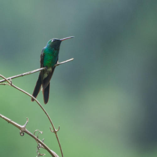 Environs de Baracoa, colibri, mais lequel ?