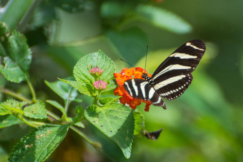 Environs de Baracoa, papillon heliconius charithonia ou Zebra Longwing