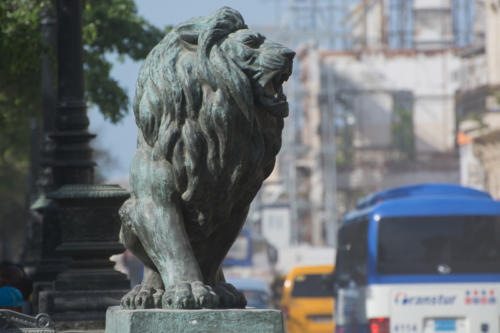 Cuba - La Havane, Lion du Prado