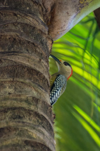 Cuba - environs de Baracoa - pic à sourcils noirs  - Melanerpes superciliaris - West Indian Woodpecker